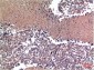 Cyclin B1 mouse Monoclonal Antibody(1A5)