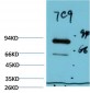 Luciferase mouse Monoclonal Antibody(7C9)
