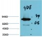 Luciferase mouse Monoclonal Antibody(9D6)