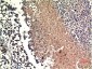 PTEN mouse Monoclonal Antibody(9E8)