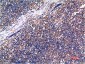 Cyclin B1 mouse Monoclonal Antibody(5C1)