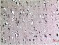 Beclin-1 mouse Monoclonal Antibody(5C5)