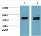 Smad3 mouse Monoclonal Antibody(4C9)
