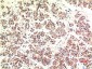 CHOP mouse Monoclonal Antibody(2B1)