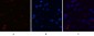 CHOP mouse Monoclonal Antibody(2B1)
