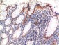 phospho-MLKL (S358) mouse Monoclonal Antibody(6F8)