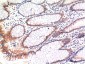 phospho-MLKL (S358) mouse Monoclonal Antibody(6B4)