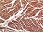 VE-Cadherin mouse Monoclonal Antibody(8E5)