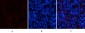ERK1 mouse Monoclonal Antibody(5E9)