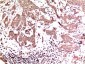 ERK1 mouse Monoclonal Antibody(1C11)