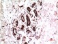 ERK1 mouse Monoclonal Antibody(4G11)