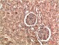 VEGF Rabbit Polyclonal Antibody