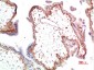 NM23A Rabbit Polyclonal Antibody