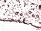 PDGFRα mouse Monoclonal Antibody(7A3)