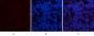 PDGFRα mouse Monoclonal Antibody(7A3)