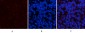 PDGFRα mouse Monoclonal Antibody(7A3)
