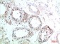HSC70 Rabbit Polyclonal Antibody
