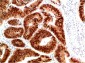HSP40 Rabbit Polyclonal Antibody