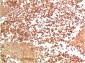 HSP90α Rabbit Polyclonal Antibody