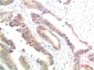 HSP90α Rabbit Polyclonal Antibody