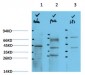 IkB α Rabbit Polyclonal Antibody