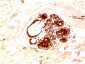 JAK2 Rabbit Polyclonal Antibody
