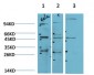 JNK2 Rabbit Polyclonal Antibody