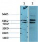 MEK2 Rabbit Polyclonal Antibody