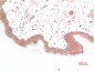 Phospho-Smad3(S425) mouse Monoclonal Antibody(1D9)