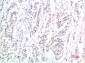 Phospho-Smad3(S425) mouse Monoclonal Antibody(1D9)