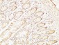 TTR mouse Monoclonal Antibody(1D7)