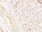 TTR mouse Monoclonal Antibody(1D7)