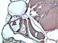 TTR mouse Monoclonal Antibody(1D7)