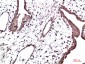 HP-1γ mouse Monoclonal Antibody(2F5)