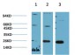 HP-1γ mouse Monoclonal Antibody(2F5)