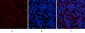 HP-1γ mouse Monoclonal Antibody(2F5)