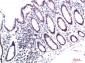 HP-1γ mouse Monoclonal Antibody(3B9)