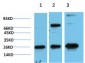 HP-1γ mouse Monoclonal Antibody(3B9)
