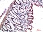 HP-1γ mouse Monoclonal Antibody(4F4)