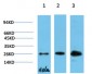 HP-1γ mouse Monoclonal Antibody(4F4)