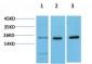 HP-1α mouse Monoclonal Antibody(5E3)