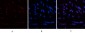 HP-1α mouse Monoclonal Antibody(5E3)