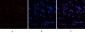 HP-1α mouse Monoclonal Antibody(5E3)