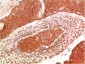 JAK2 mouse Monoclonal Antibody(9B4) 