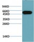 ATG5 mouse Monoclonal Antibody(3C7)