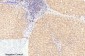 ATG5 mouse Monoclonal Antibody(3C7)