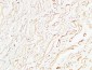 Collagen IV mouse Monoclonal Antibody(8E5)