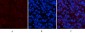 Collagen IV mouse Monoclonal Antibody(8E5)