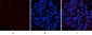 Collagen IV mouse Monoclonal Antibody(8E5)