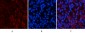 ATG7 mouse Monoclonal Antibody(3D6)